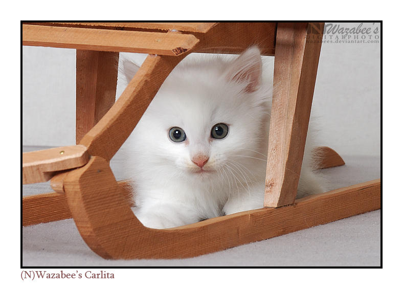 White kitten on a sled