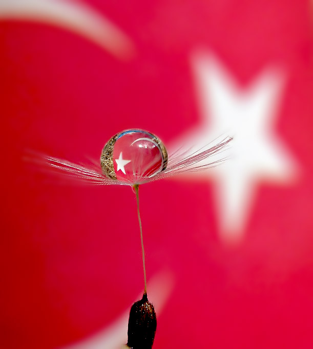 turkish_flag_and_dandelion_by_hugara.jpg