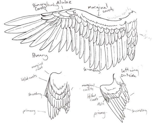 wing anatomy by Niffler13