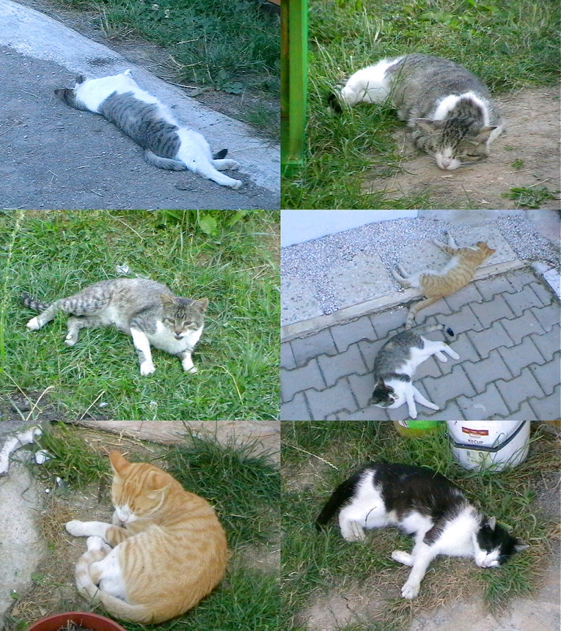 [Obrázek: sleeping_cats_by_elfman83ml-d6fneoh.jpg]