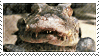 Animated Crocodile Smile Stamp by SilverDolphin324