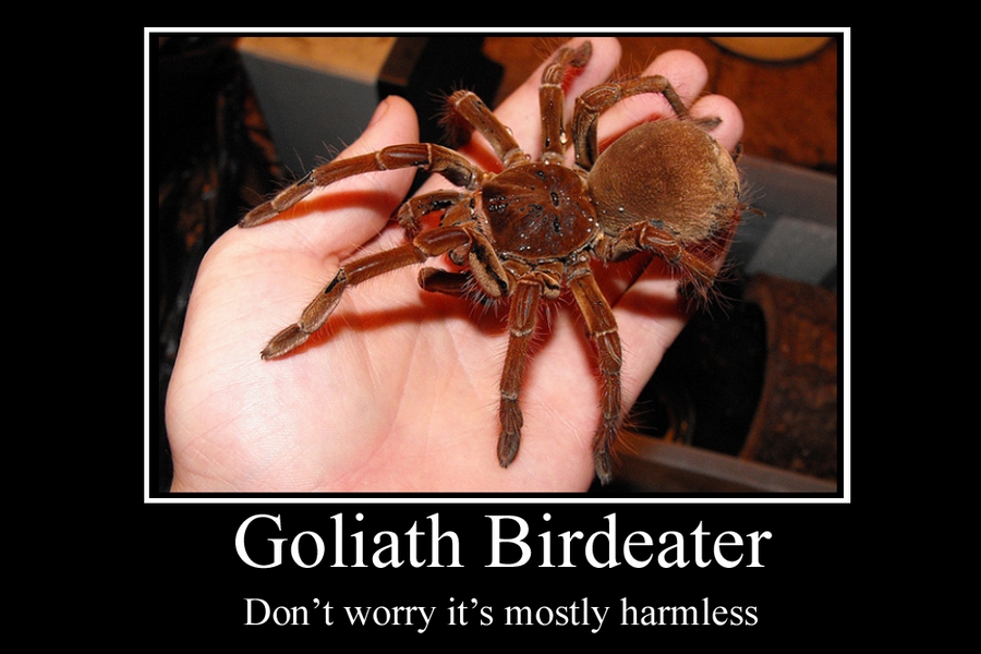 goliath_birdeater_motivator_by_party9999