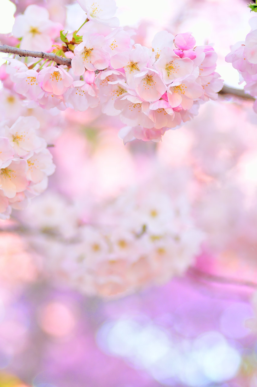 Cherry Blossom Pale Gradient by simzcom on DeviantArt