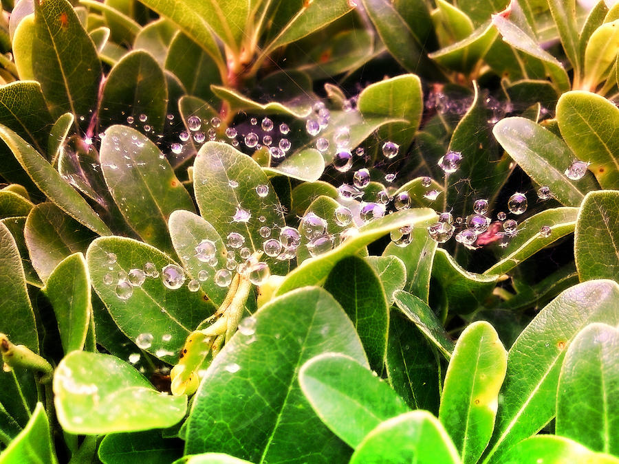 Water_Droplets_by_StormhawkX.jpg