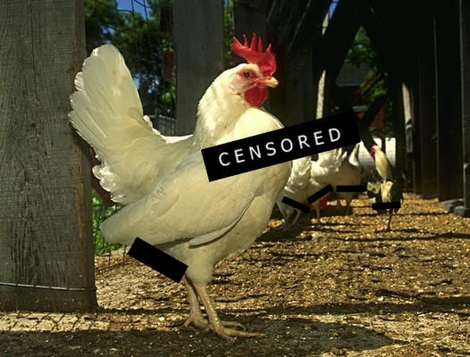 Chicken Breast Censorship by lorderk